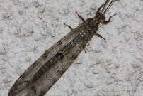 Le Fourmilion longicorne (Neuroptre - Myrmeleontidae - Distoleon tetragrammicus)